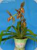 Paph. Prince Edward of York (rothschildianum x sanderianum)